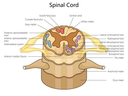 Estructura de la médula espinal humana diagrama de columna vertebral ilustración de trama esquemática dibujada a mano. Ilustración educativa de ciencias médicas
