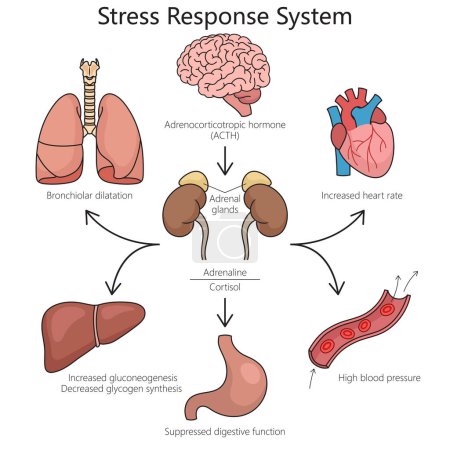 Stress response system structure diagram hand drawn schematic raster illustration. Medical science educational illustration