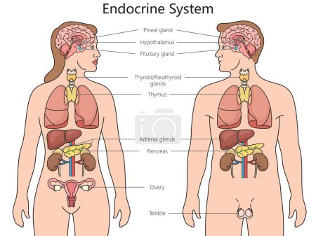 Handgezeichnete schematische Rasterdarstellung des menschlichen endokrinen Systemstrukturdiagramms. Pädagogische Illustration der Medizinwissenschaften