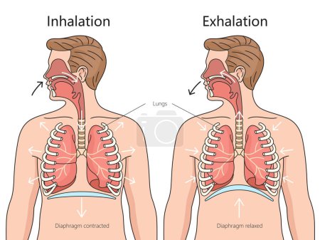 Inhalation and Exhalation process respiratory system frontal view structure diagram hand drawn schematic raster illustration. Medical science educational illustration