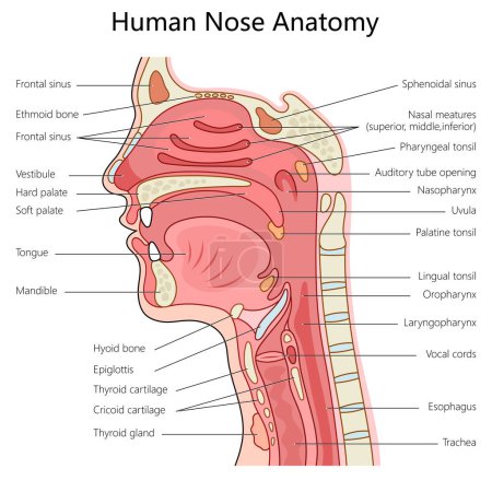 Human nose and throat anatomy with labeled parts, suitable for medical study structure diagram hand drawn schematic raster illustration. Medical science educational illustration