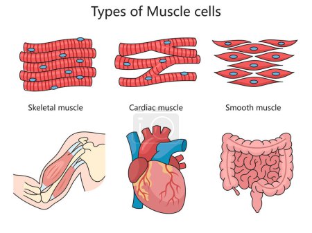 Human types of muscle cells skeletal, cardiac, and smooth muscles with examples of each muscles location in the body structure diagram raster illustration. Medical science educational illustration