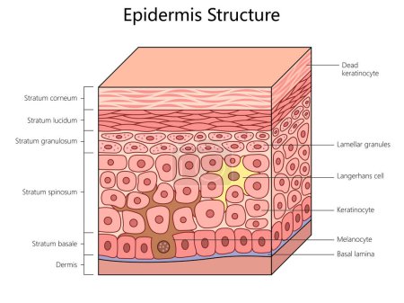epidermis structure, labeling all layers and cells, including melanocytes and keratinocytes in the human skin structure diagram schematic raster illustration. Medical science educational illustration