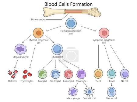 Hematopoyesis humana formación de células sanguíneas de médula ósea, estructura de diferenciación de células madre hematopoyéticas diagrama dibujado a mano ilustración raster esquemático. Ilustración educativa de ciencias médicas