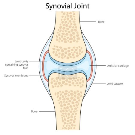 Human synovial joint structure diagram hand drawn schematic raster illustration. Medical science educational illustration