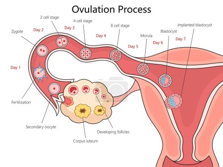 Stages of human ovulation and fertilization from Day 1 to implantation structure diagram hand drawn schematic raster illustration. Medical science educational illustration
