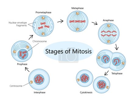 proceso de mitosis, mostrando cada fase de interfase al diagrama de citocinesis ilustración de trama esquemático dibujado a mano. Ilustración educativa de ciencias médicas