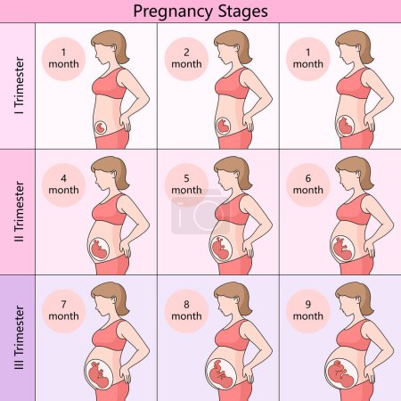 guider les étapes mensuelles de la grossesse, divisées en trimestres, montrant le développement foetal et les changements corporels maternels illustration schématique de la matrice. Illustration pédagogique en sciences médicales