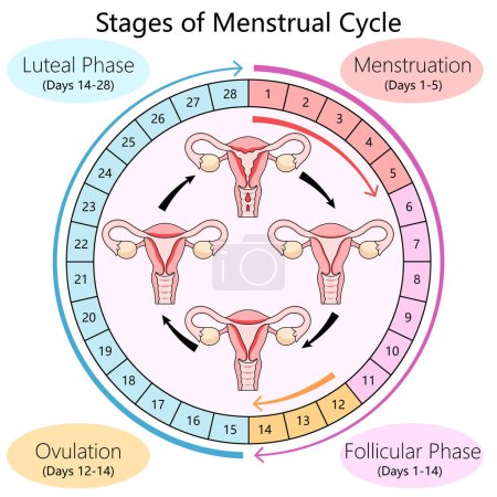Diagramme humain détaillant les phases du cycle menstruel, y compris la phase folliculaire, l'ovulation et le diagramme de structure de phase lutéale. Illustration pédagogique en sciences médicales