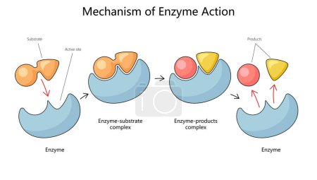 Menschliche Mechanismen der Enzymaktion mit Substrat und Produktkomplexen zeichnen eine schematische Rasterdarstellung. Pädagogische Illustration der Medizinwissenschaften