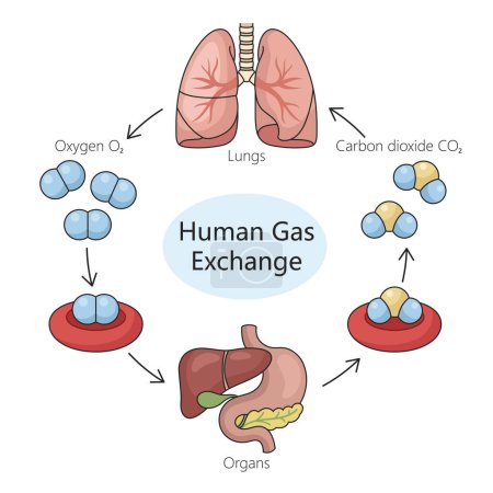 Proceso de intercambio de gases respiratorios humanos, incluyendo la ingesta de oxígeno y el diagrama de expulsión de dióxido de carbono ilustración de trama esquemática dibujada a mano. Ilustración educativa de ciencias médicas