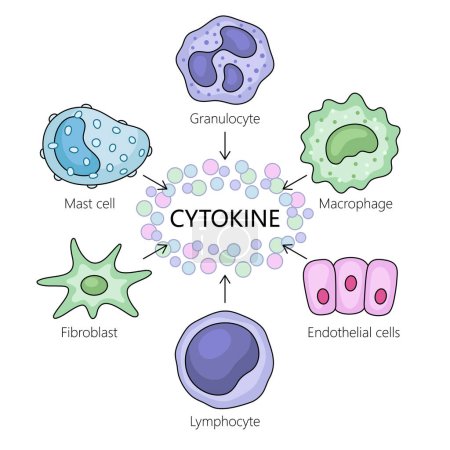 cell types and their interactions with cytokines in the immune response diagram hand drawn schematic raster illustration. Medical science educational illustration