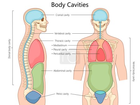 human body cavities, including cranial, thoracic, abdominal, and pelvic, in front and side views structure diagram hand drawn schematic raster illustration. Medical science educational illustration