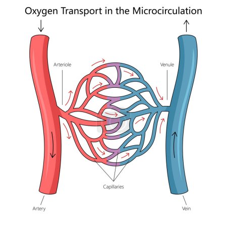 oxygen transport through arterioles, capillaries, and venules in the human microcirculation system diagram hand drawn schematic raster illustration. Medical science educational illustration