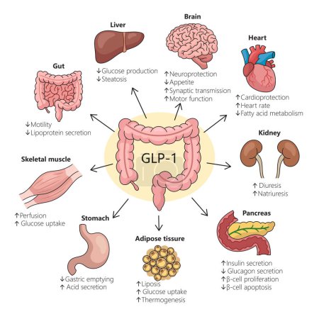 Auswirkungen von GLP-1 auf verschiedene Organe, die physiologische Veränderungen hervorheben, Diagramm handgezeichnete schematische Rasterdarstellung. Pädagogische Illustration der Medizinwissenschaften