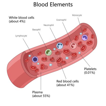 blood elements including white blood cells, red blood cells, platelets, and plasma with labeled components diagram hand drawn schematic raster illustration. Medical science educational illustration