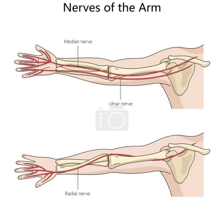 median, ulnar, and radial nerves in the arm with detailed anatomical labeling structure diagram hand drawn schematic raster illustration. Medical science educational illustration