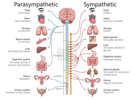 Parasympathische und sympathische Nervensysteme, verschiedene Organe und Körperfunktionen strukturieren das von Hand gezeichnete schematische Rasterbild. Pädagogische Illustration der Medizinwissenschaften