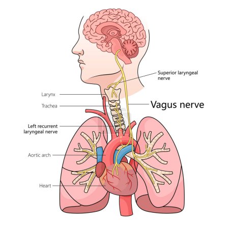 pathway of vagus nerve through human body, including its connection to the brain, heart, and lungs structure diagram hand drawn schematic raster illustration. Medical science educational illustration