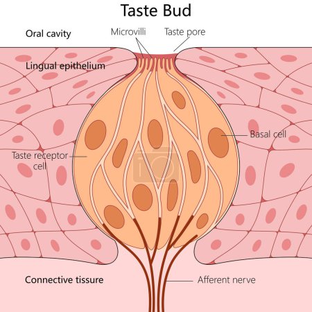 human taste bud, including lingual epithelium, taste receptor cells, and connective tissue structure diagram hand drawn schematic raster illustration. Medical science educational illustration