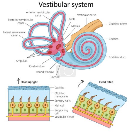 human vestibular system, highlighting its structure and components for educational purposes structure diagram hand drawn schematic raster illustration. Medical science educational illustration