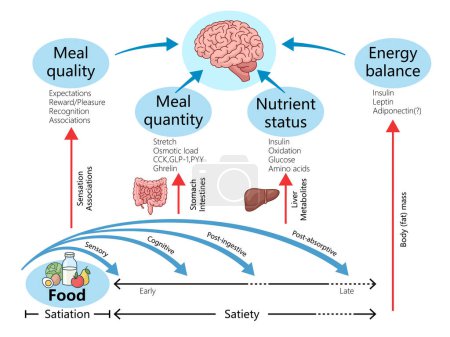 Diagram explaining the relationship between meal quality, quantity, nutrient status, and energy balance, including sensory and cognitive factors affecting satiety raster illustration