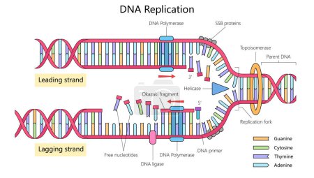 DNA-Replikation mit führenden und hinkenden Strängen, Enzymen wie DNA-Polymerase, Helicase und dem von Hand gezeichneten Replikationsgabeldiagramm als schematische Rasterdarstellung. Illustration zur Medizinwissenschaft