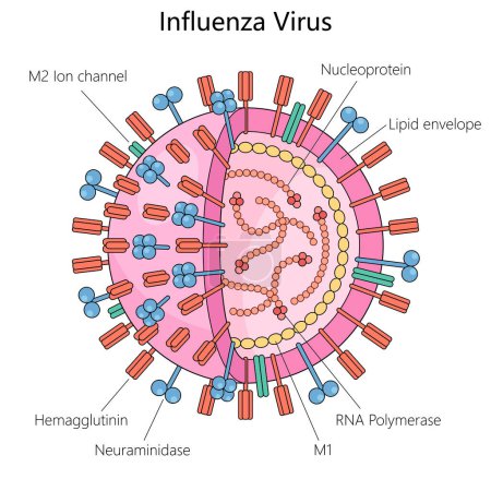 influenza virus, components hemagglutinin, neuraminidase, RNA polymerase, and lipid envelope structure diagram hand drawn schematic raster illustration. Medical science educational illustration