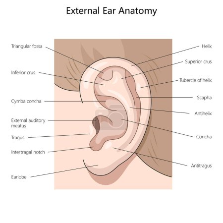 external ear, highlighting key structures such as the helix, tragus, and external auditory meatus diagram hand drawn schematic raster illustration. Medical science educational illustration