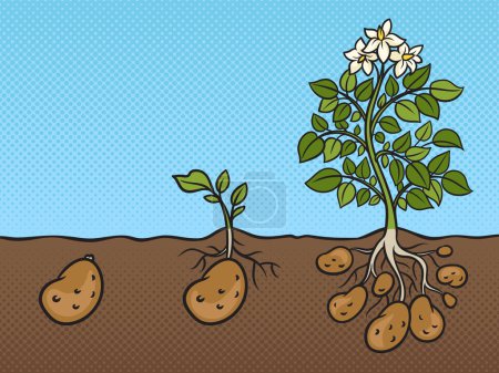 Téléchargez les illustrations : Three stages of growth of potato plant pinup pop art retro vector illustration. Comic book style imitation. - en licence libre de droit