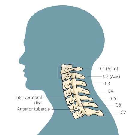 Illustration for Structure of the human cervical spine schematic vector illustration. Medical science educational illustration - Royalty Free Image