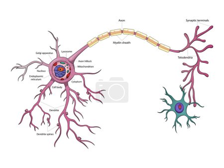 Illustration for Neuron structure brain cell diagram schematic vector illustration. Medical science educational illustration - Royalty Free Image