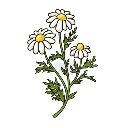 Illustration for Wild chamomile flower schematic vector illustration. Medical science educational illustration - Royalty Free Image