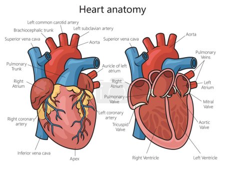 Téléchargez les illustrations : Schéma de structure cardiaque humaine illustration vectorielle schématique. Illustration pédagogique en sciences médicales - en licence libre de droit