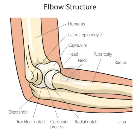 Anatomy structure of the human elbow diagram schematic vector illustration. Medical science educational illustration