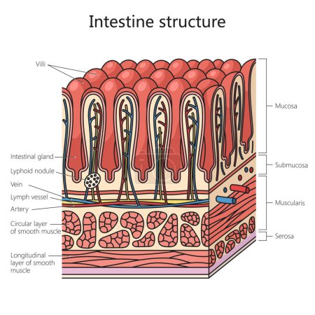 Estructura intestinal humana diagrama de pared intestinal ilustración vectorial esquemática. Ilustración educativa de ciencias médicas