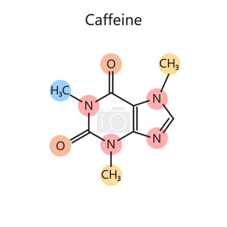 Illustration for Chemical organic formula of Caffeine diagram schematic vector illustration. Medical science educational illustration - Royalty Free Image