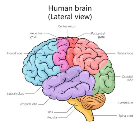 Ilustración de vectores esquemáticos del diagrama de vista lateral de la estructura cerebral humana. Ilustración educativa de ciencias médicas