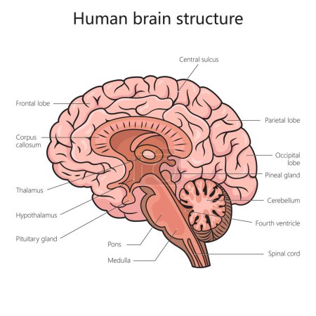 Estructura de la sección transversal del cerebro humano diagrama de vista lateral ilustración vectorial esquemática. Ilustración educativa de ciencias médicas