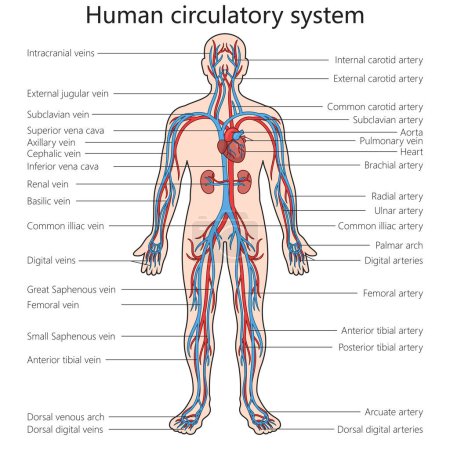 Illustration for Human circulatory cardiovascular system structure diagram schematic vector illustration. Medical science educational illustration - Royalty Free Image