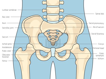 Pelvis bones structure scheme diagram schematic vector illustration. Medical science educational illustration
