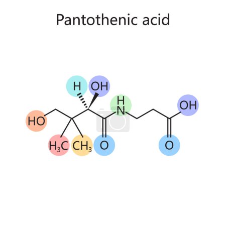 Illustration for Chemical organic formula of Pantothenic acid vitamin B5 diagram schematic vector illustration. Medical science educational illustration - Royalty Free Image