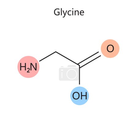 Illustration for Chemical organic formula of Glycine diagram schematic vector illustration. Medical science educational illustration - Royalty Free Image