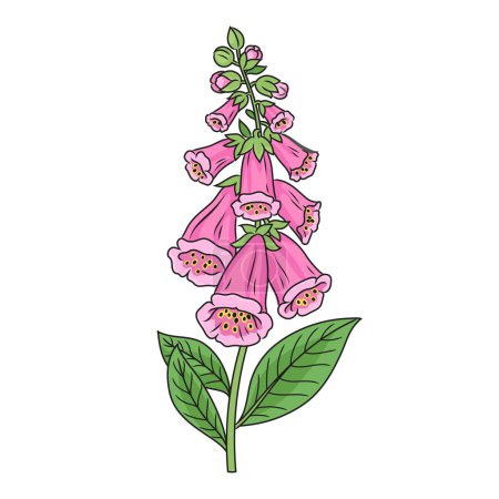 Illustration for Digitalis purpurea common foxglove medicinal plant diagram schematic vector illustration. Medical science educational illustration - Royalty Free Image