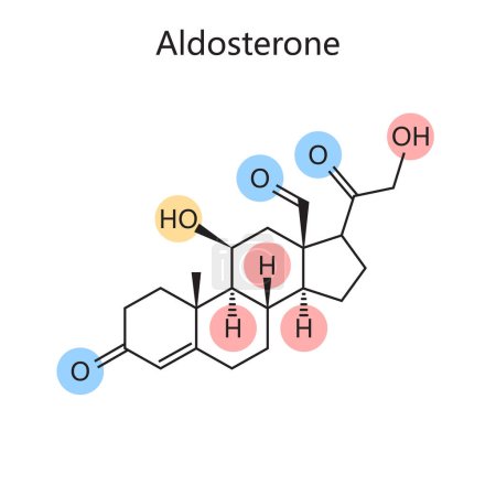 Formule organique chimique de diagramme d'aldostérone illustration vectorielle schématique. Illustration pédagogique en sciences médicales