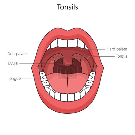 Illustration for Human tonsil structure diagram schematic vector illustration. Medical science educational illustration - Royalty Free Image