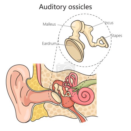 Ilustración de Ilustración vectorial esquemática de diagrama de estructura de osículos auditivos. Ilustración educativa de ciencias médicas - Imagen libre de derechos