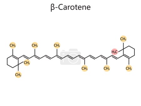 Fórmula química orgánica del diagrama de betacaroteno ilustración vectorial esquemática. Ilustración educativa de ciencias médicas