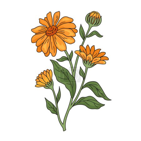 Calendula plante médicinale plante dessinée à la main schéma vectoriel illustration. Illustration pédagogique en sciences médicales