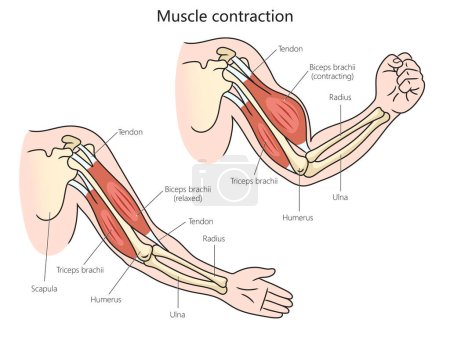 Menschliche Muskelkontraktion Struktur Diagramm Hand gezeichnet schematische Vektorillustration. Pädagogische Illustration der Medizinwissenschaften